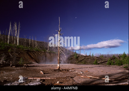 Tote Bäume und ein zunehmender Mond. Yellowstone-Nationalpark. USA. Stockfoto