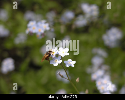 Vergiss mich mit Hoover Flie nicht in der Nähe von Stockfoto