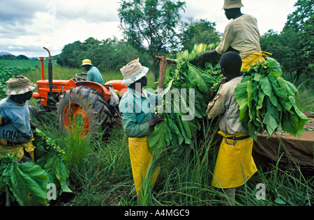 Landarbeiter, die eine Tabakernte ernten. 100 Jahre, Simbabwe. Afrika Stockfoto