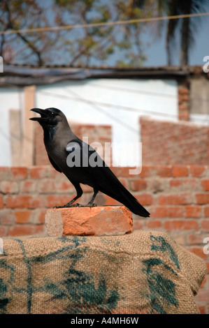Rabe oder Krähe an Wand in Kerala Indien Stockfoto