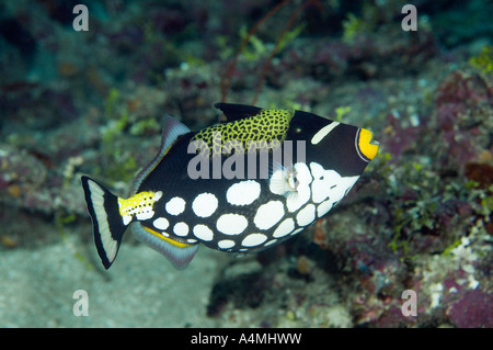 Clown Drückerfisch, Balistoides Conspicillum, entlang des Riffs schwimmen Stockfoto