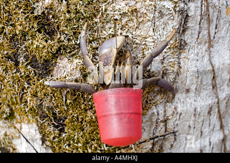 Diese terrestrische Einsiedlerkrebs, Coenobita, ist eine rote Flasche Kappe als eine schützende Hülle anstelle der üblichen Molluske Shell verwenden. Stockfoto