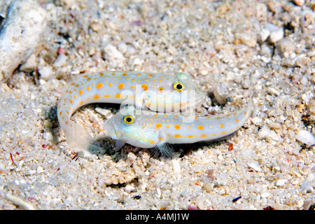 Ein paar Orange spotted sleeper Grundeln, sie sind auch als orange gestrichelte Grundel Valenciennea puellaris bekannt, Stockfoto