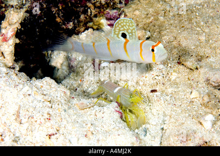 Randall Shrimpgoby, Amblyeleotris Randalli, mit weiß gesäumt schnappen Garnelen, Alpheus Ochrostriatus. Stockfoto