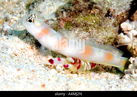 Ein Steinitz Grundel, Amblyeleotris Steinitzi, Leben in einer symbiotischen Beziehung mit einem Randalls fangen Garnelen, Alpheus randalli Stockfoto