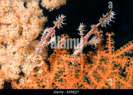 Ein paar verzierten Geisterpfeifenfische, Solenostomus Paradoxus schwimmen vor Weichkorallen und Gorgonien Stockfoto