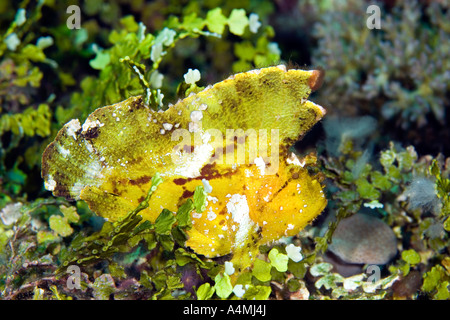 Leaf Scorpionfish, oder Leaf Fisch, Taenianotus triacanthus. Auch als Paperfish und Papier Drachenköpfe bekannt Stockfoto