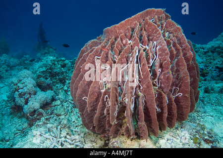 Riesiges Fass-Schwamm, Xestospongia Testudinaria. Die Oberfläche ist mit Lamperts Holothurians oder Seegurken, Synaptula Lamperti bedeckt. Stockfoto