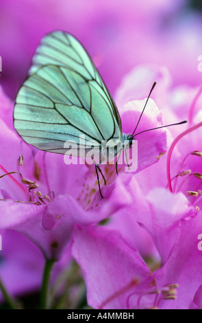 Ein schwarz geäderten weißer Schmetterling (Aporia Crataegi) an einem Rhododendron-Blüte. Papillon Blanc Aux Ailes Nervurées de Noir. Stockfoto
