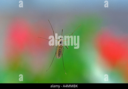 Eine weibliche Mücke. Moustique Femelle. Stockfoto