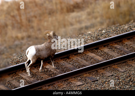 Dickhornschafe; Ovis canadensis Stockfoto