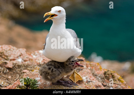 Gelb-legged Möve und ihre Küken (Portugal). Goéland Leucophée (Larus Cachinnans) et Sohn Poussin (Portugal). Stockfoto