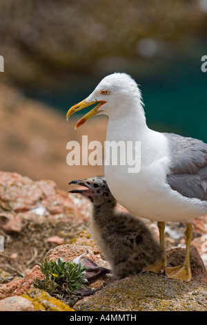 Gelb-legged Möve und ihre Küken (Portugal). Goéland Leucophée (Larus Cachinnans) et Sohn Poussin (Portugal). Stockfoto