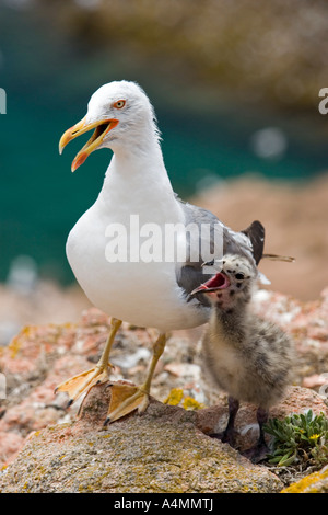 Gelb-legged Möve und ihre Küken (Portugal). Goéland Leucophée (Larus Cachinnans) et Sohn Poussin (Portugal). Stockfoto