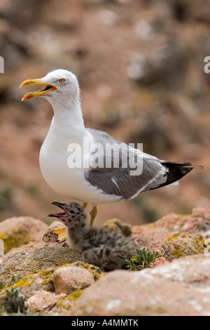 Gelb-legged Möve und ihre Küken (Portugal). Goéland Leucophée (Larus Cachinnans) et Sohn Poussin (Portugal). Stockfoto