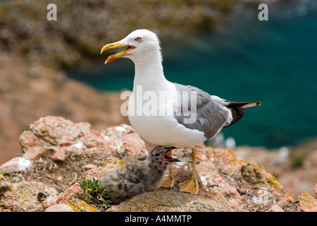 Gelb-legged Möve und ihre Küken (Portugal). Goéland Leucophée (Larus Cachinnans) et Sohn Poussin (Portugal). Stockfoto