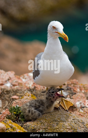 Gelb-legged Möve und ihre Küken (Portugal). Goéland Leucophée (Larus Cachinnans) et Sohn Poussin (Portugal). Stockfoto