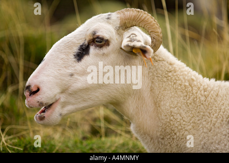 Ein Mutterschaf Foto (Ovis Aries) im Sancy-massiv (Frankreich). Portrait d ' une Brebis (Ovis Aries) Dans le Massif du Sancy (Frankreich). Stockfoto