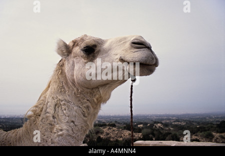 Kamel am Stadtrand von Essaouira, Marokko, Afrika Stockfoto
