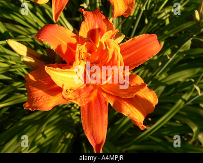 Hemerocallis fulva Stockfoto