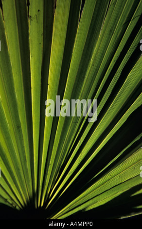 Marokko Marrakesch Nahaufnahme von Trachycarpus Fortunei Palmenblättern im Jardin Majorelle Stockfoto