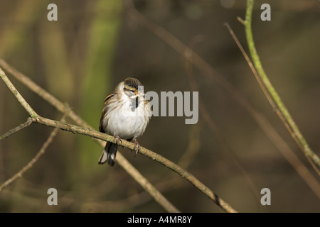 Reed Bunting Emberiza Scoeniclus Männchen in der Zucht Gefieder auf einem Ast, Carsington Wasser, Derbyshire Stockfoto