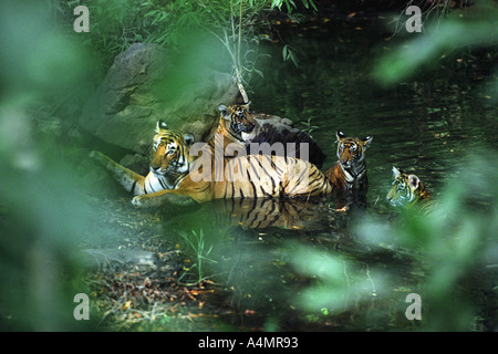 Tigeress mit drei jungen kühlen Sie sich in einem Fluss in Indien Ranthambhore National Park Stockfoto