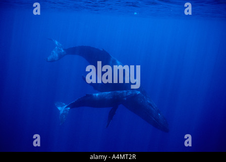 Buckelwale (Impressionen Novaeangliae) Mutter und Kalb, Königreich Tonga, Süd-Pazifik. Stockfoto
