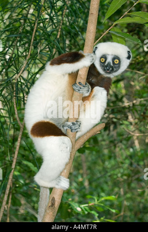 Coquerel Sifaka (Propithecus Verreauxi Coquereli), Madagaskar, in Gefangenschaft Stockfoto