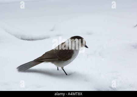 Jay (Perisoreus Canadensis) im Schnee, Winter, Cascade Mountains, Oregon USA grau Stockfoto