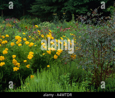 Krönung Gold Schafgarbe (Achillea FILIPENDULINA); ROT - BLATT ROSE (ROSA GLUCA); WINTER BOHNENKRAUT (SATUREJA MONTANA)/Pennsylvania Stockfoto