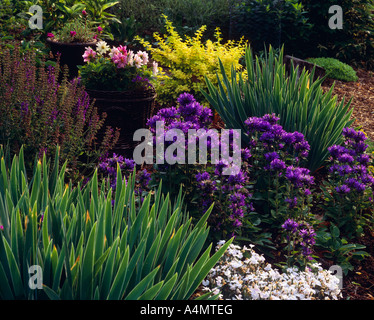 MEHRJÄHRIGE GRENZE MIT GLOCKENBLUME (CAMPANULA GLOMERATA) ROSA (DIANTHUS SP) BERBERITZE (BERBERIS THUNBERGII AUREA) DAHLIA UND IRIS Stockfoto