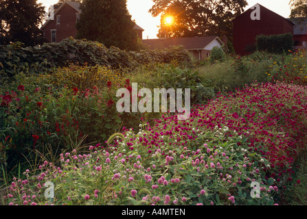 MEHRJÄHRIGE GRENZE MIT GLOBE AMARANTH (GOMPHRENA GLOBOSA) UND CONCORD TRAUBEN REBEN (HINTEN LINKS) / PENNSYLVANIA Stockfoto