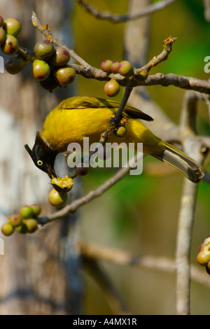 Schwarzen crested Bulbul Pycnonotus Melanicterus Fütterung Stockfoto