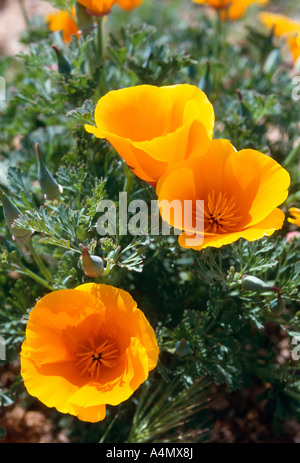 MEXIKANISCHES GOLD MOHNBLUME, WÜSTENGOLD MOHNBLUME ODER GOLD MOHNBLUME (ESCHSCHOLTZIA MEXICANA, Eschschscholzia californica Cham. ssp. mexicana) / ARIZONA Stockfoto