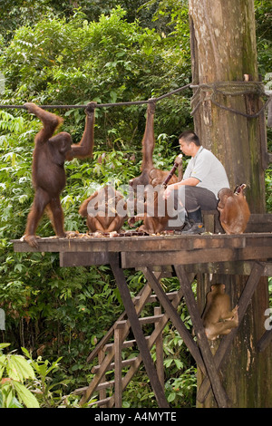 Primaten Orang Utans Pongo Pygmaeus gefüttert Stockfoto