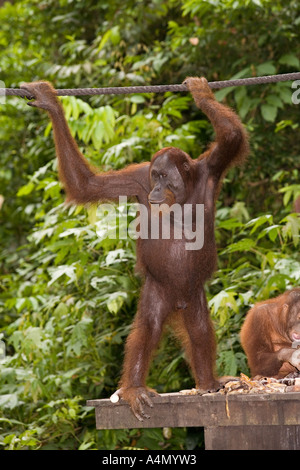 Malaysia Borneo Sabah Sepilok Primaten männlichen Orang-Utan Pongo pygmaeus Stockfoto