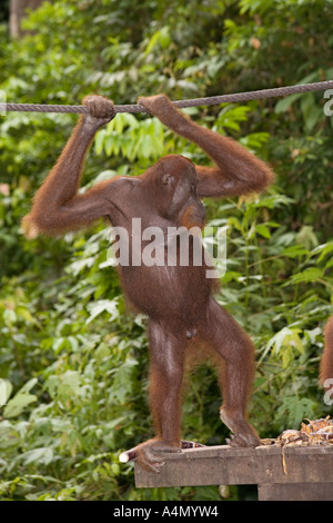 Malaysia Borneo Sabah Sepilok Primaten männlichen Orang-Utang Pongo pygmaeus Stockfoto