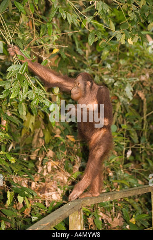 Malaysia Borneo Sabah Sepilok Primaten Orang-Utang Pongo Pygmaeus aufrecht Stockfoto