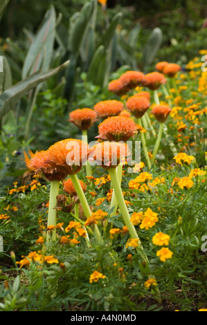 Blumen in Quinta Vigia, Park zwischen Avenida do Infante und Avenida sa Carneiro, Funchal, Madeira, Portugal Stockfoto