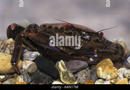 samt Swimming Krabbe Necora puber Stockfoto