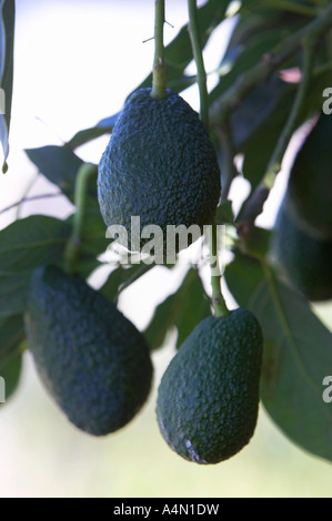 drei Avocados Persea Americana wächst auf Bäumen in einem Garten in Teneriffa-Kanarische Inseln-Spanien Stockfoto