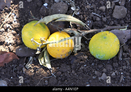 Windfall unreifen Orangen abgefallen ein Orangenbaum Busch liegend auf dem Boden in einem Garten Teneriffa-Kanarische Inseln-Spanien Stockfoto