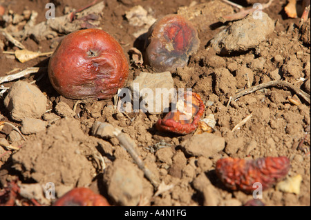 Windfall unreifen Äpfel gefallen liegen auf dem Boden in einem Garten Teneriffa-Kanarische Inseln-Spanien Stockfoto