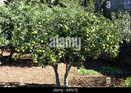 grünen unreifen Orangen auf ein Orangenbaum-Strauch wächst in einem Garten Teneriffa-Kanarische Inseln-Spanien Stockfoto