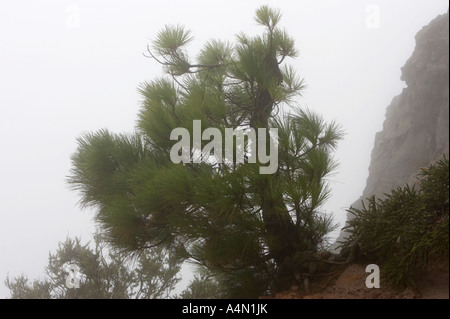 Pinus Canariensis Pino Canario Kanarischen Insel Kiefer wächst am Rande eines Berges im Nebel Stockfoto