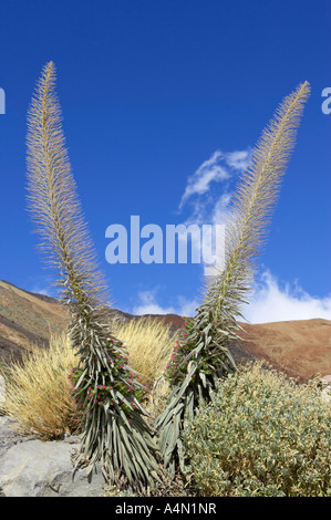 zwei Echium Wildpretii Viper Bugloss Tajinaste Rojo gegen blauen Himmel Nationalpark Teide Teneriffa-Kanarische Inseln-Spanien Stockfoto