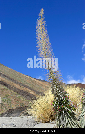 Echium Wildpretii Viper Bugloss Tajinaste Rojo gegen blauen Himmel Nationalpark Teide Teneriffa-Kanarische Inseln-Spanien Stockfoto