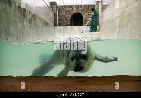 Grey seal Pup in einem Kindergarten-Pool am National Seal Sanctuary, Gweek, Cornwall. Stockfoto