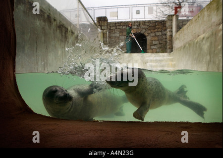 Grey seal Welpen in einem Kindergarten-Pool am National Seal Sanctuary, Gweek, Cornwall. Stockfoto